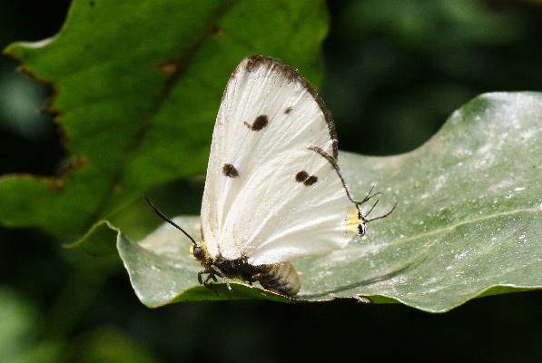 Pseudaletis busoga female UPS